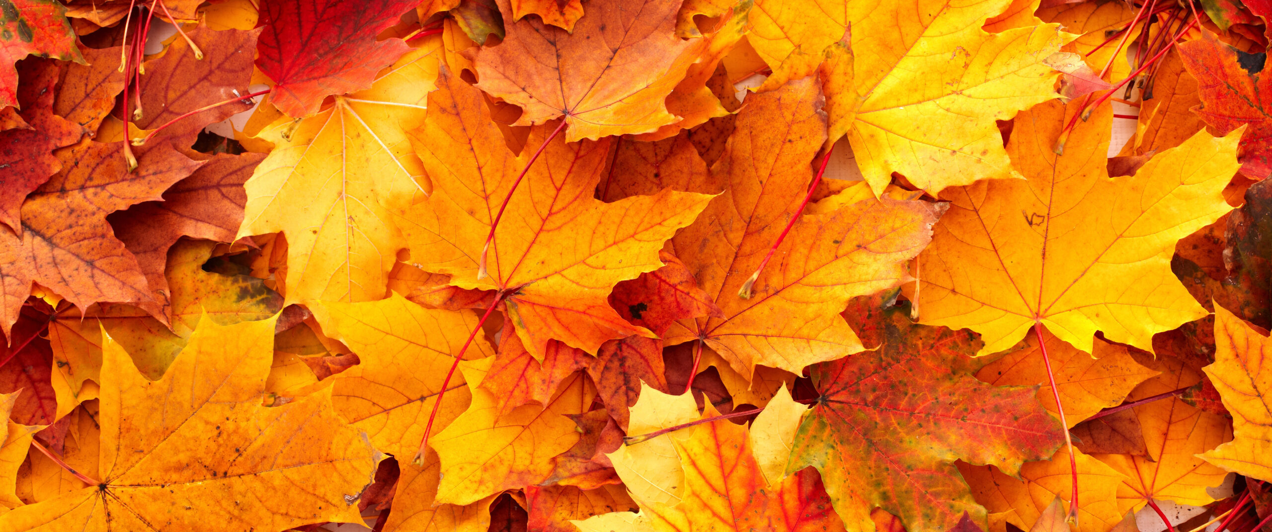 Autumn Term 2025